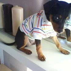 Prazsky krysarik Coco