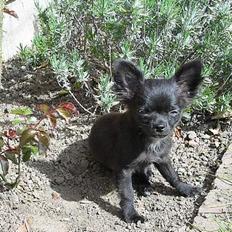 Chihuahua - ~°º• Nico •º°~ -