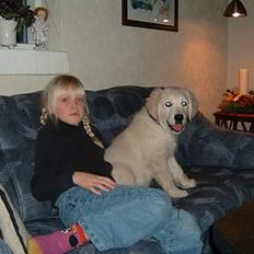 Golden retriever Lergaardens Playfull Pokémon (Tyson)