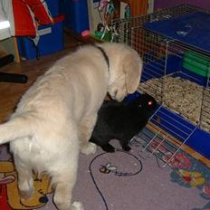 Golden retriever Lergaardens Playfull Pokémon (Tyson)