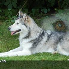 Alaskan malamute Aashka