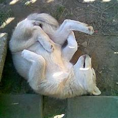 Alaskan malamute Aashka