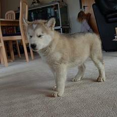 Alaskan malamute Aashka