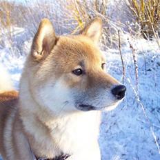 Shiba Shinko *elsket og savnet 