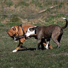 Amerikansk staffordshire terrier Hector