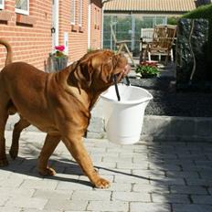 Dogue de bordeaux #Bufas#