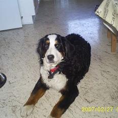 Berner sennenhund Balou