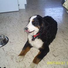 Berner sennenhund Balou