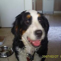 Berner sennenhund Balou