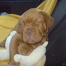 Dogue de bordeaux #Bufas#