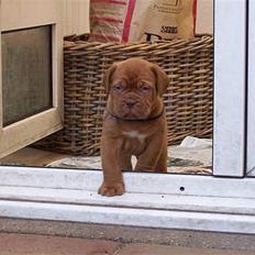 Dogue de bordeaux #Bufas#