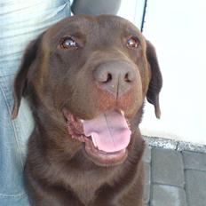 Labrador retriever Chicco *død*