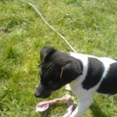 Dansk svensk gaardhund Fritz ( R.I.P )