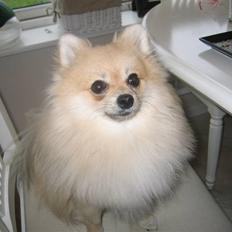 Pomeranian Vesterborgs Armani