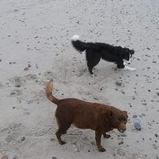 Australsk kelpie thilo