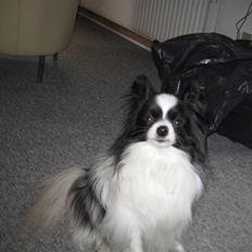 Papillon mikey