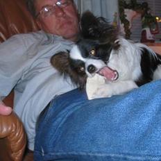 Papillon mikey