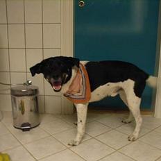 Blanding af racer Lucky