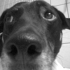 Blanding af racer Lucky