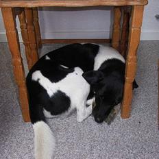 Blanding af racer Lucky