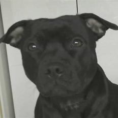 Staffordshire bull terrier Liva