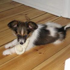 Papillon Kenzo (Gallinas Said)