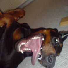 Dobermann Echo *solgt* :'(