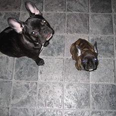 Fransk bulldog Ivan og Mathilde