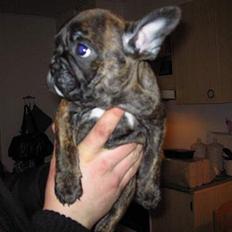 Fransk bulldog Ivan og Mathilde