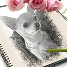 Chihuahua Tess <3 Himmel hund <3