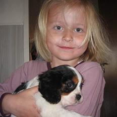 Cavalier king charles spaniel Zelma