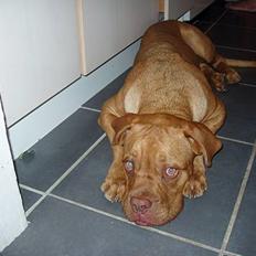 Dogue de bordeaux Taco      Rip     ;- (