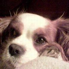 Cavalier king charles spaniel Nela 