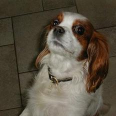 Cavalier king charles spaniel Nela 