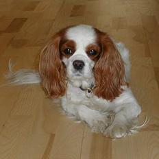 Cavalier king charles spaniel Nela 