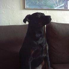 Blanding af racer Biggy