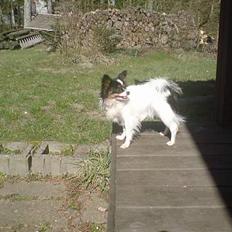 Papillon Minni