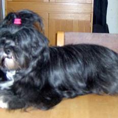 Lhasa apso JUANITA