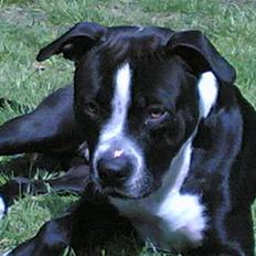 Amerikansk staffordshire terrier Nemo