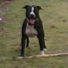 Amerikansk staffordshire terrier Nemo