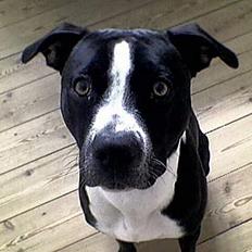 Amerikansk staffordshire terrier Nemo