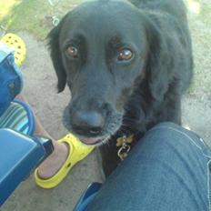 Blanding af racer Locky <3 r.i.p :'(