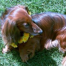 Gravhund Simba (Død 12/5-08 :( )