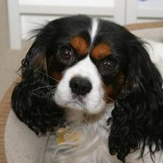 Cavalier king charles spaniel Birkedals Bastian