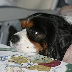 Cavalier king charles spaniel Birkedals Bastian