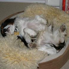 Cavalier king charles spaniel Birkedals Bastian