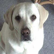 Labrador retriever tasha