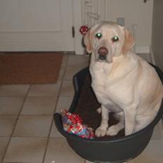 Labrador retriever tasha