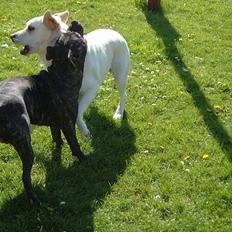 Labrador retriever tasha