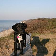 Blanding af racer Rosa